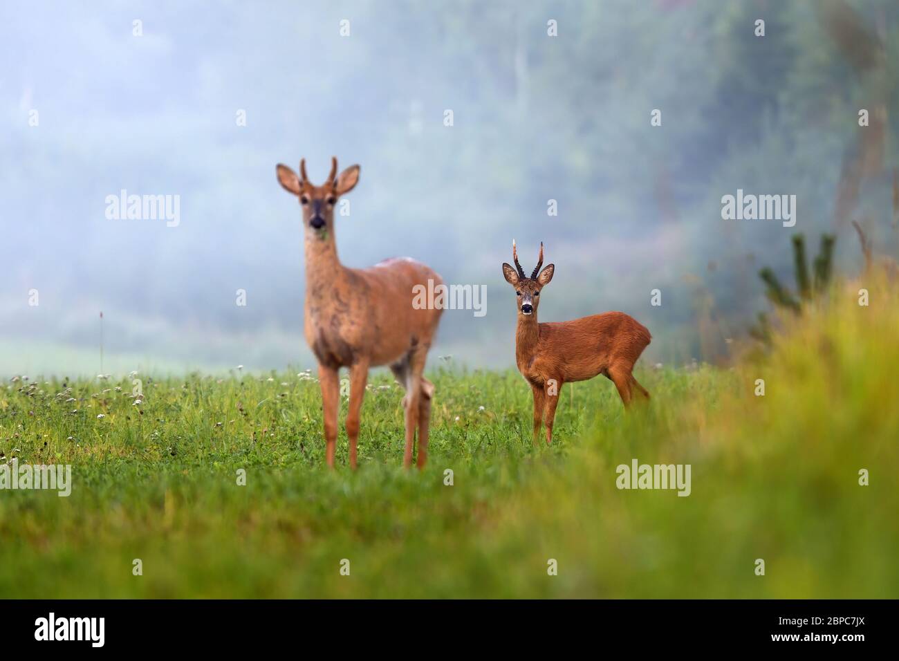 Two different species of deer on green field in summer nature. Stock Photo