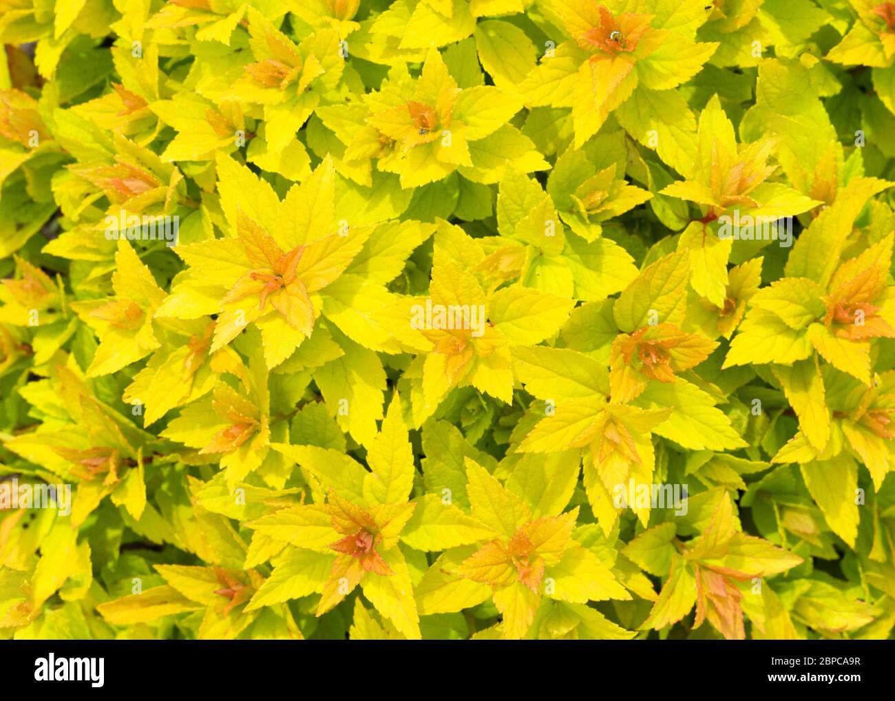 Yellow background of Spiraea Japonica close up top view Stock Photo