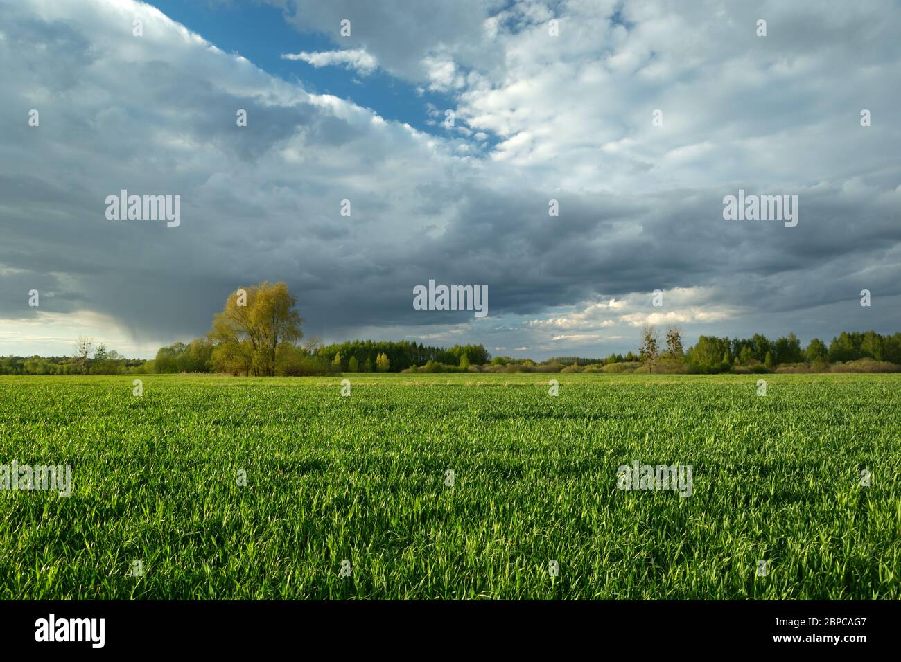 Dark rainy clouds over green grain fields, spring view Stock Photo - Alamy