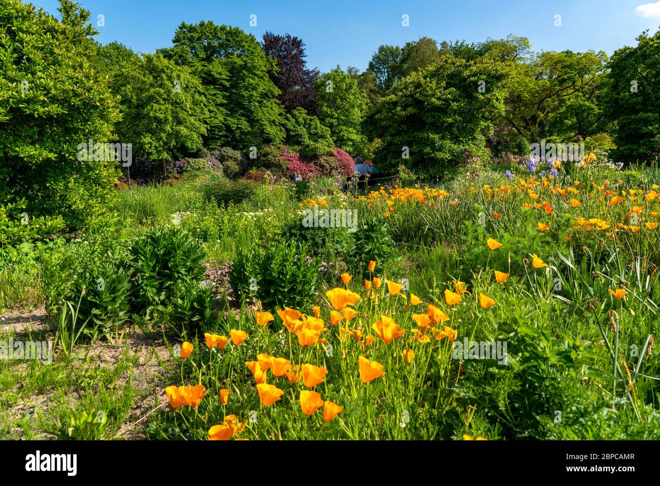 The Grugapark, the herbaceous slope, in Essen, NRW, Germany Stock Photo