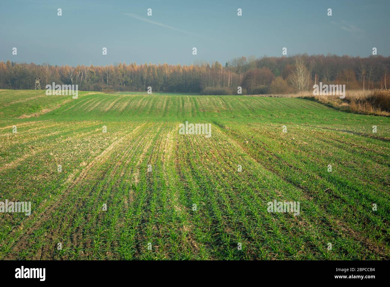 Young seedlings on a hilly field, forest on the horizon, view on a sunny day Stock Photo