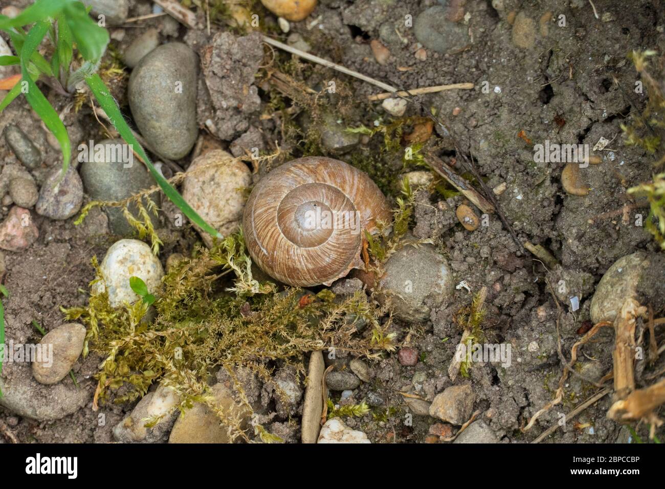 Schnecke mit Schneckenhaus inmitten von Steinen am Ufer Stock Photo