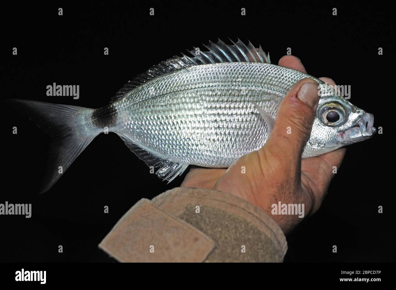 Holds fish hi-res stock photography and images - Alamy