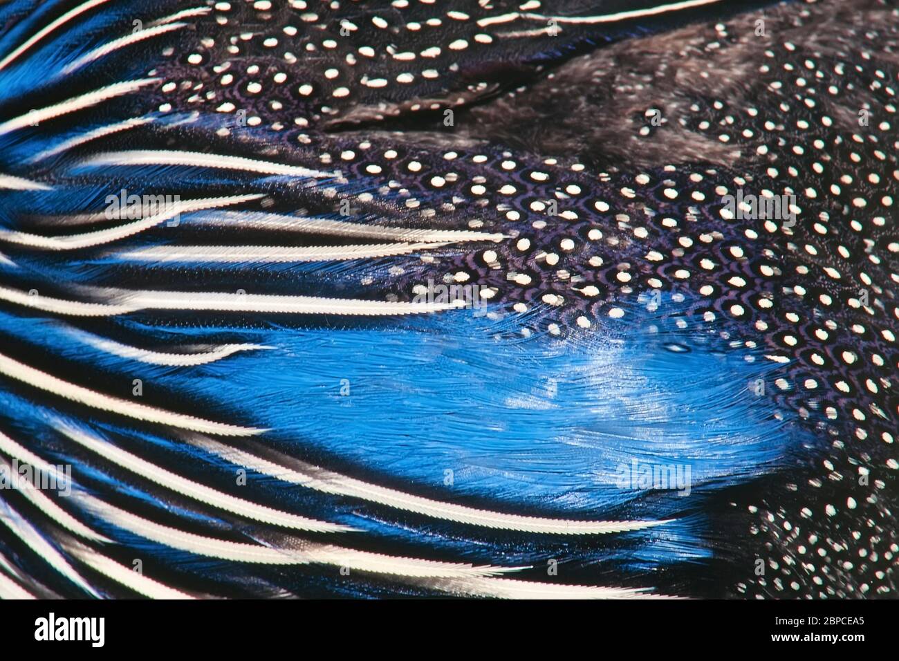 vulturine guineafowl (Acryllium vulturinum), feathers Stock Photo