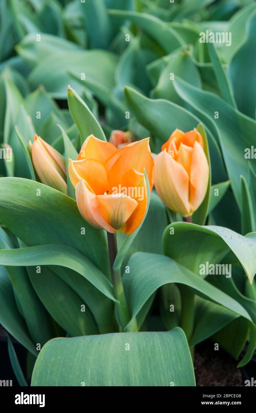 Group of tulips Orange Emperor an orange single early spring flowering tulip belonging to the Fosteriana group of tulips Division 13 Stock Photo