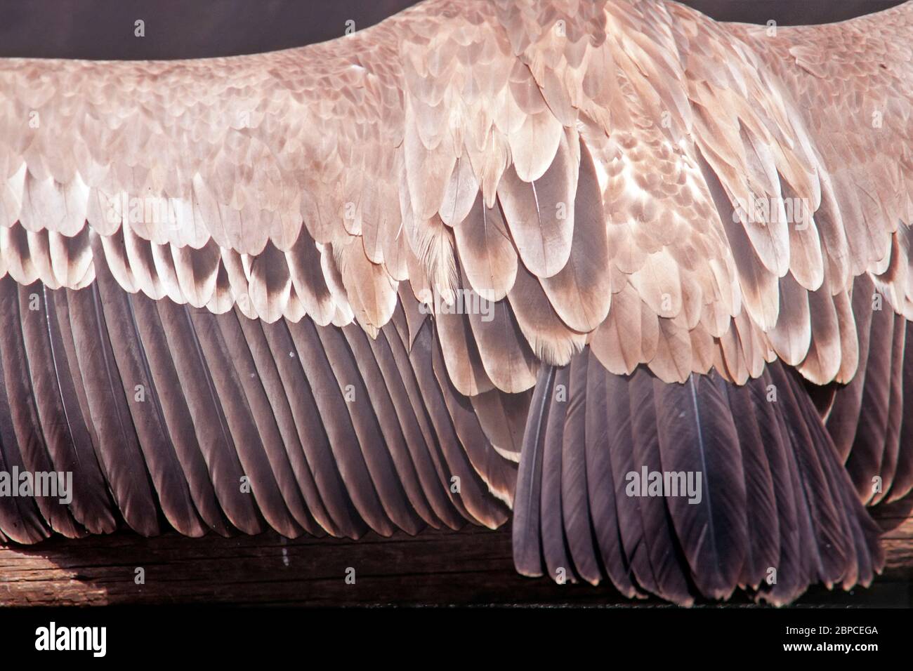 griffon-vulture-gyps-fulvus-tail-and-wing-feathers-stock-photo-alamy