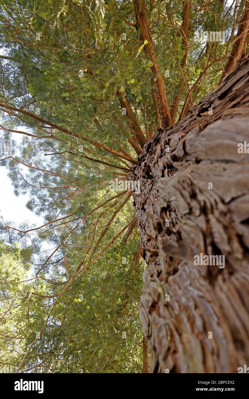 Into the Redwood canopy Stock Photo - Alamy
