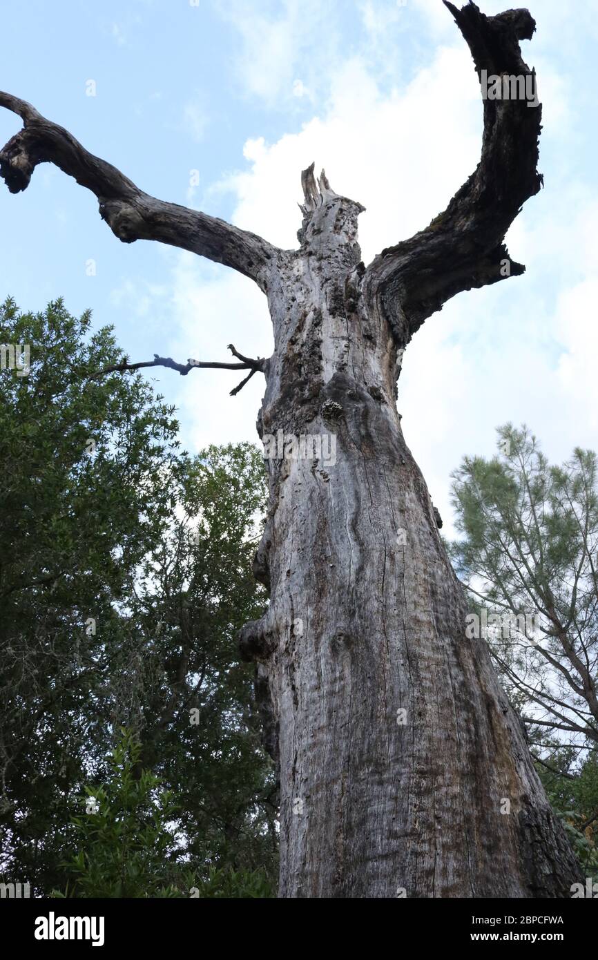 Tree man with a message Stock Photo - Alamy