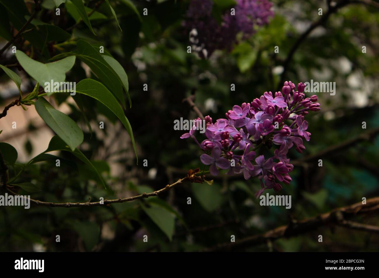 Syringa is blooming. Spring flowering bush in spring. Stock Photo