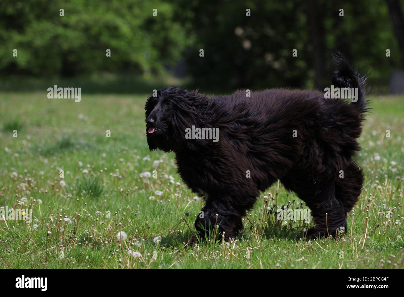 beautiful purebred dog with fluffy hair,chow chow Stock Photo