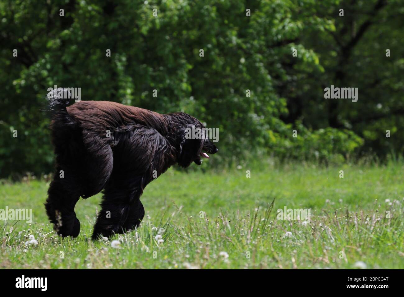beautiful long-haired purebred dog on the catwalk, afghan hound Stock ...