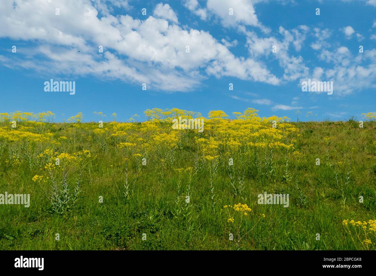 Gelbe Zackenschötchen Pflanze am Rheindamm auf einer Wiese Stock Photo