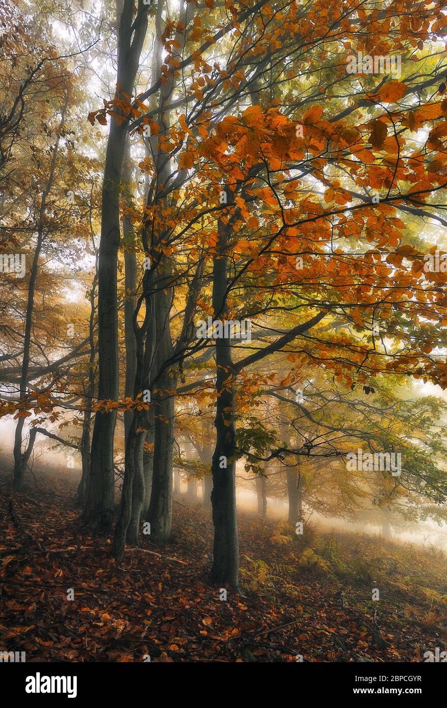 A misty fantastic autumn forest. The beech trees are in a fog Stock ...