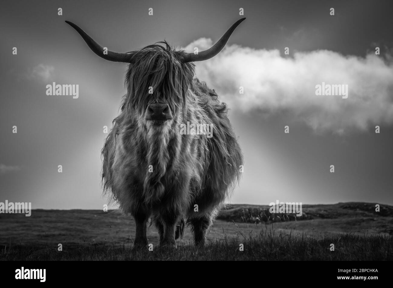 Black and white portrait of highlander cow with hair moved by the wind, Scotland Stock Photo