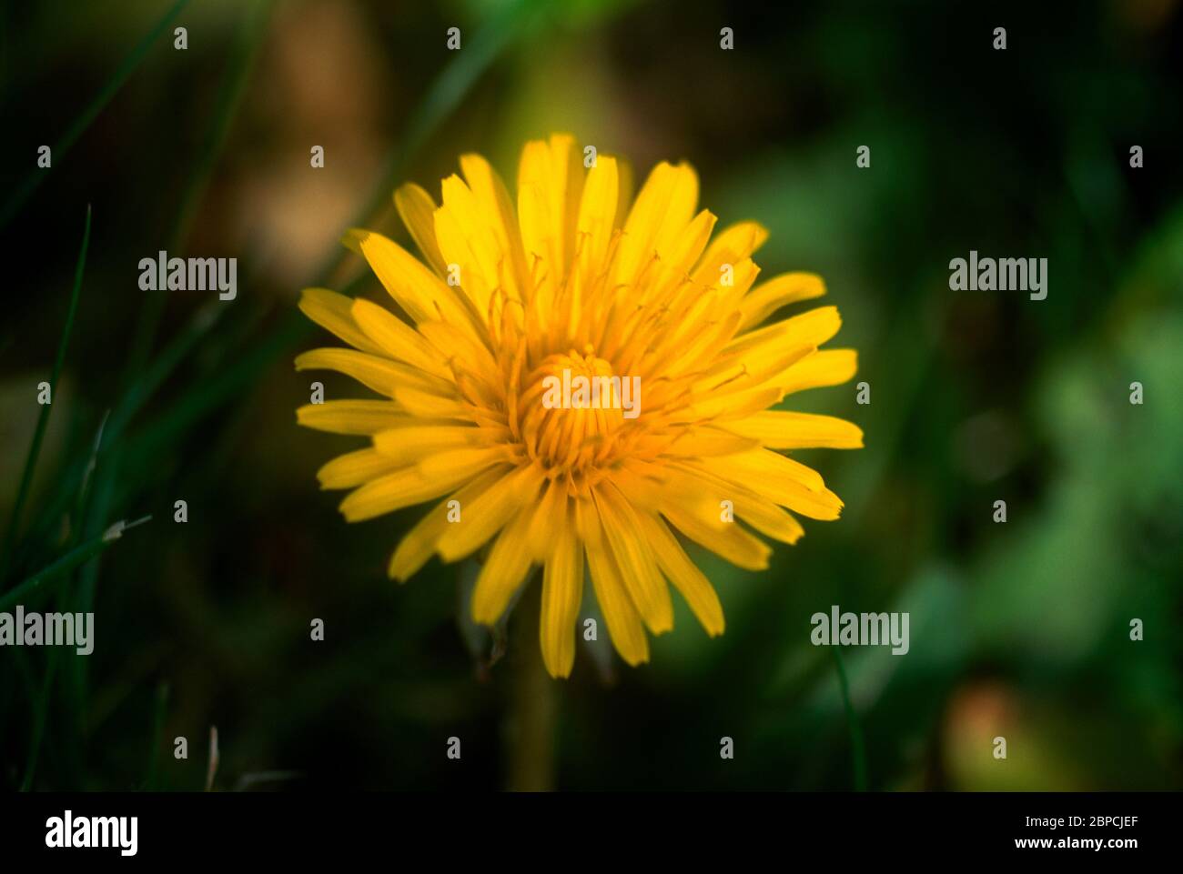 Taraxacum flower hi-res stock photography and images - Alamy