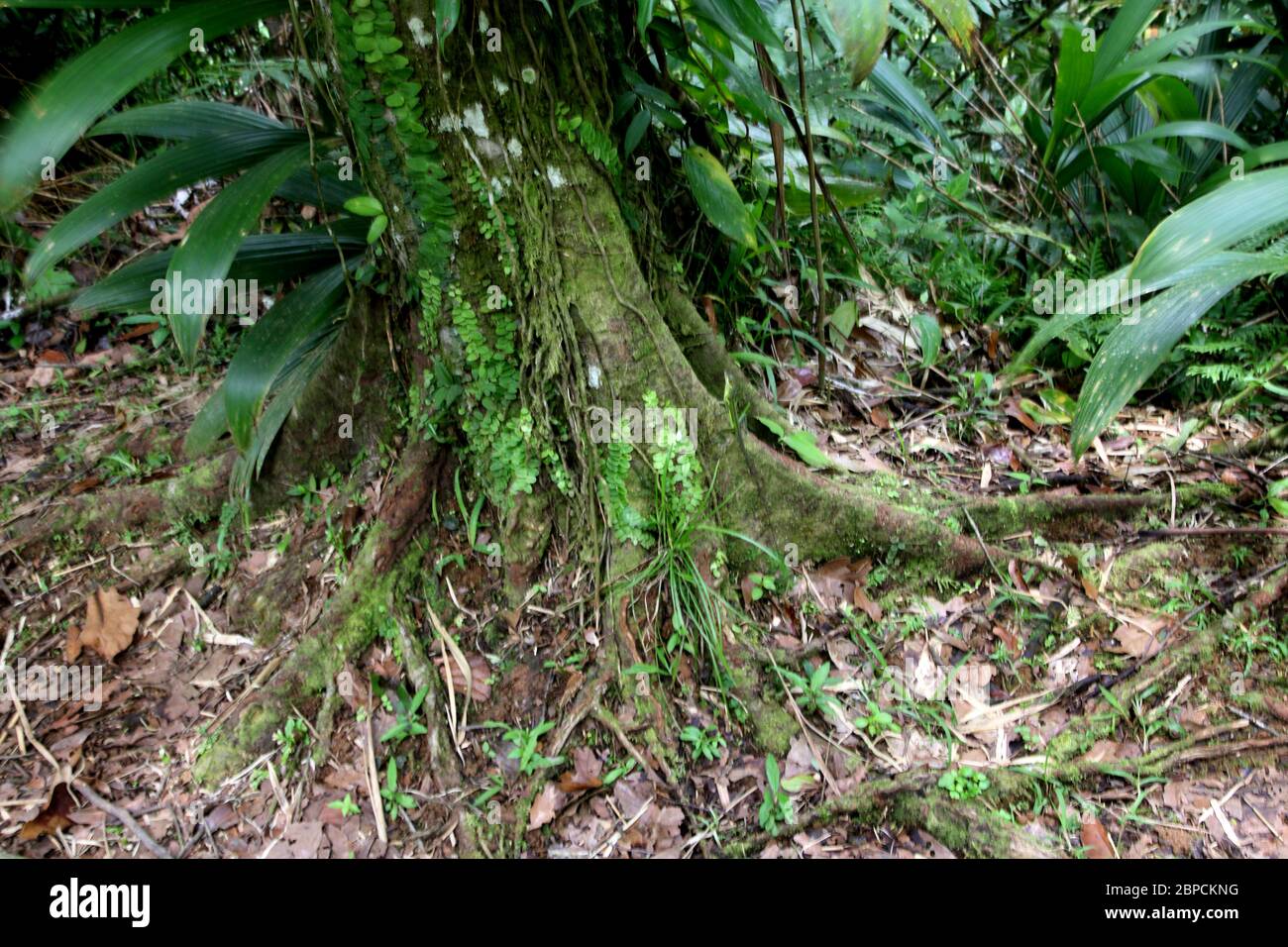 Grand Etang Forest Reserve Grenada Tree roots Stock Photo - Alamy