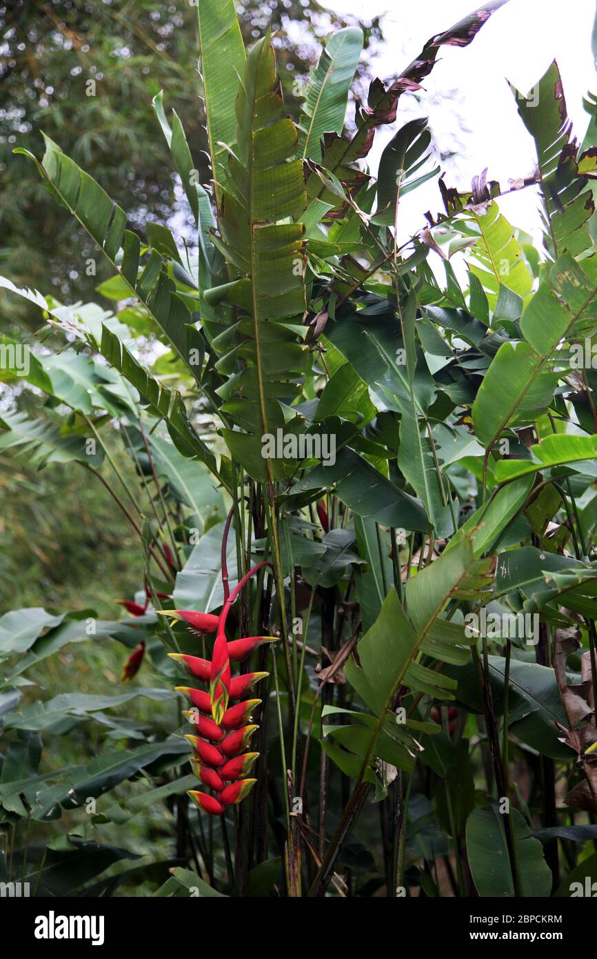 Grand Etang Forest Reserve Grenada Heliconia Rostrata - Hanging Lobster Claw - Tropical Flower Stock Photo
