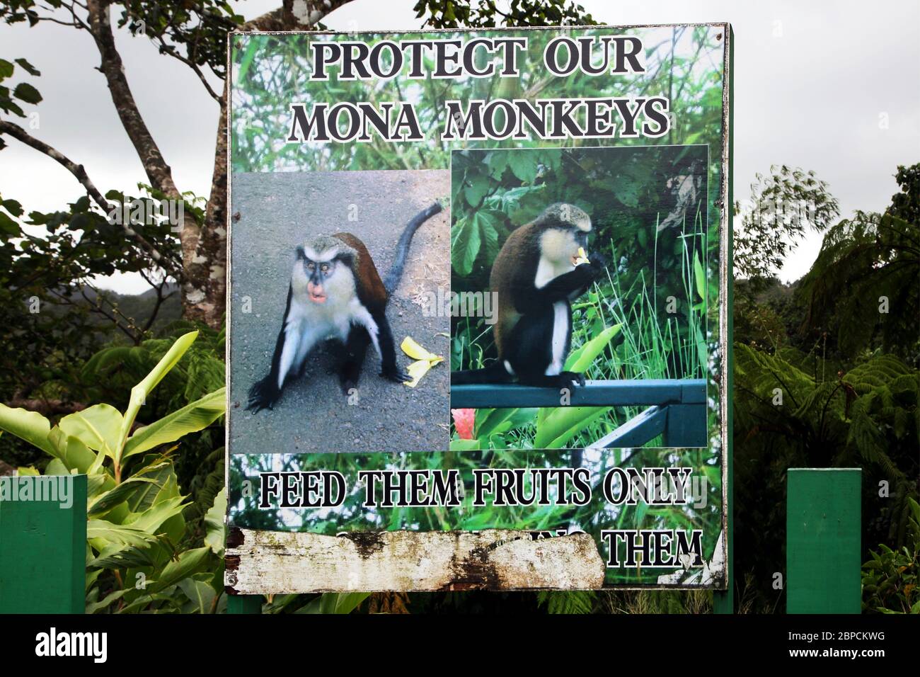Grand Etang Forest Reserve Grenada Sign 'Protect our Mona Monkeys Feed them fruit only them' Stock Photo