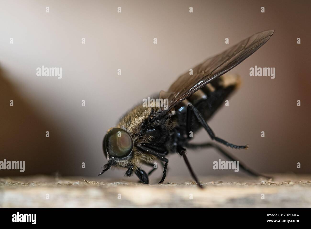 Fly insect eye and body parts details,wild spring animal nature closeup  Stock Photo