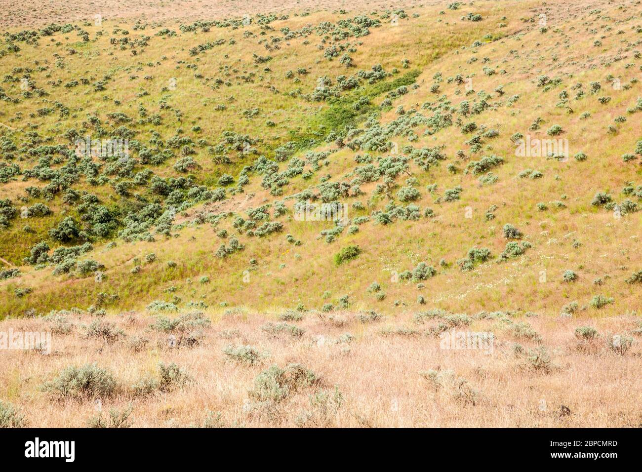 Sage and grass covered hills, Beezley Hills outside Ephrata, Washington, USA. Stock Photo