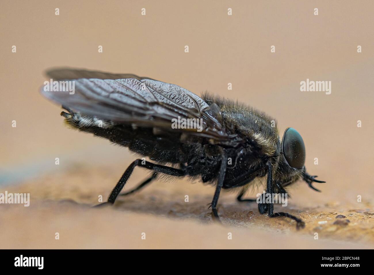 mcaro view of Fly insect eye and body parts details,wild spring animal nature  Stock Photo