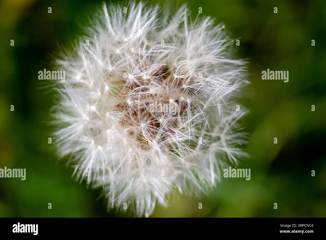 Closeup of Dandelion Clock from Above Stock Photo