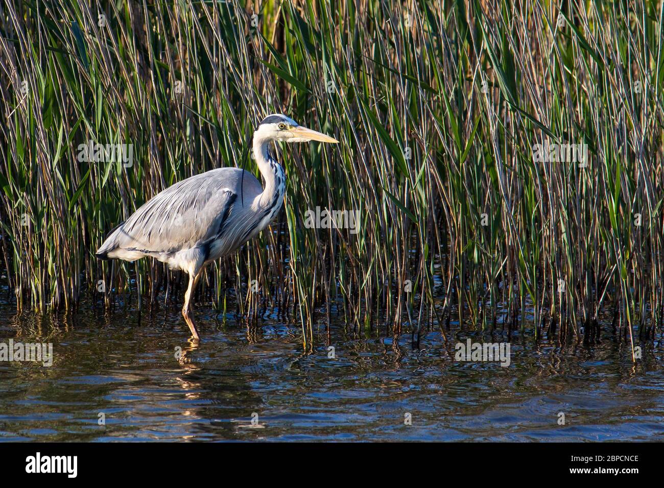 Side View of Grey Heron Standing in Water with Reeds Stock Photo