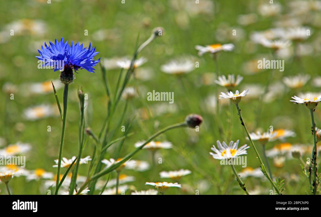 Single blue cornflower in summer field of wildflowers, Cheshire, England, UK Stock Photo
