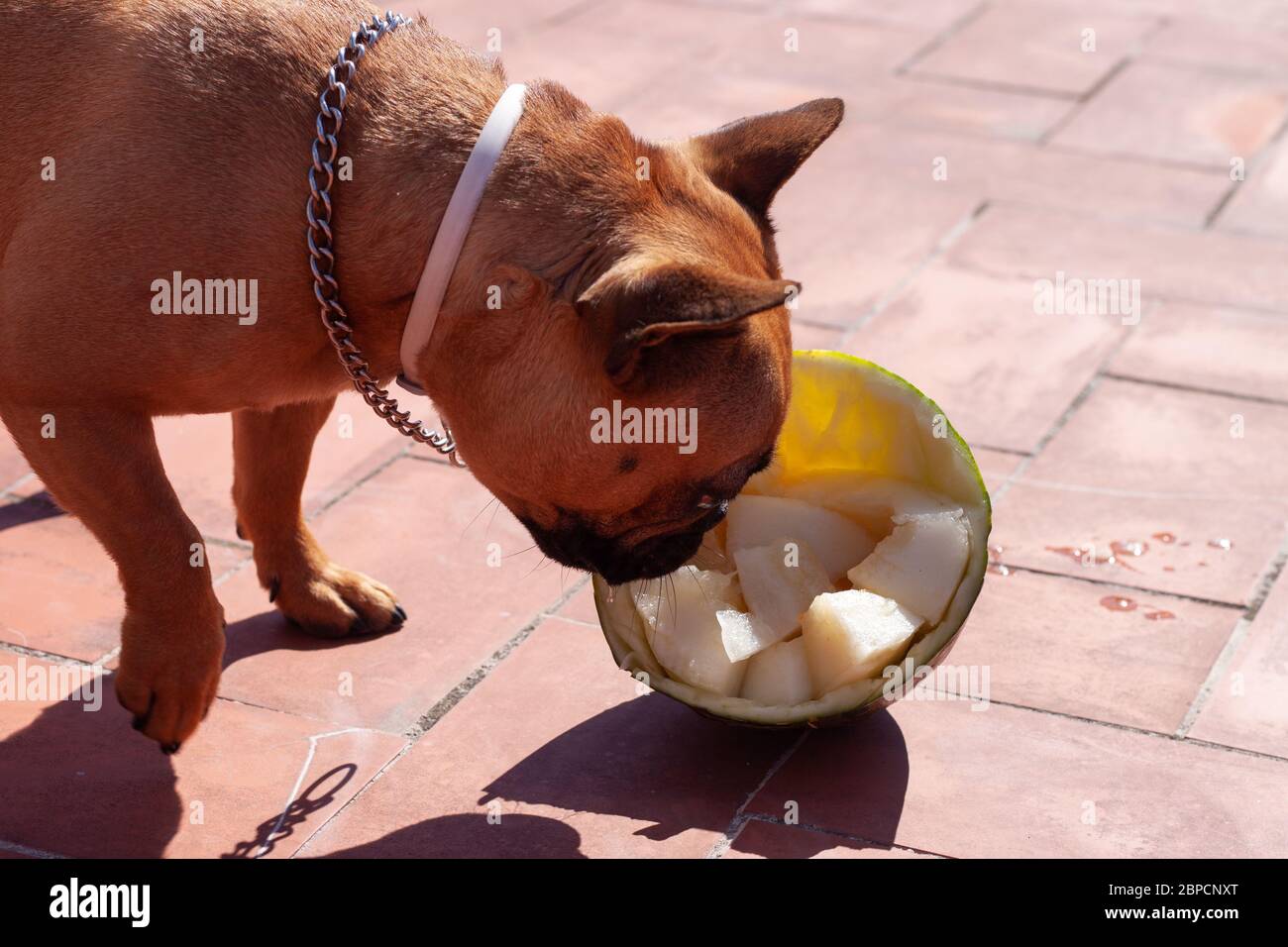 Cute French Bulldog smelling melon fruit Stock Photo Alamy