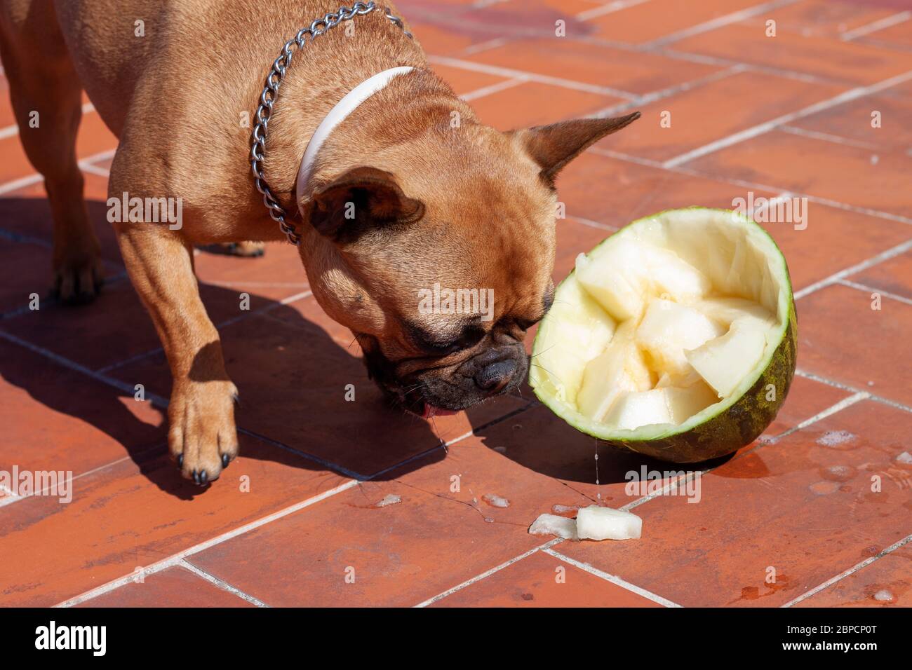 Happy French Bulldog eating melon fruit Stock Photo Alamy