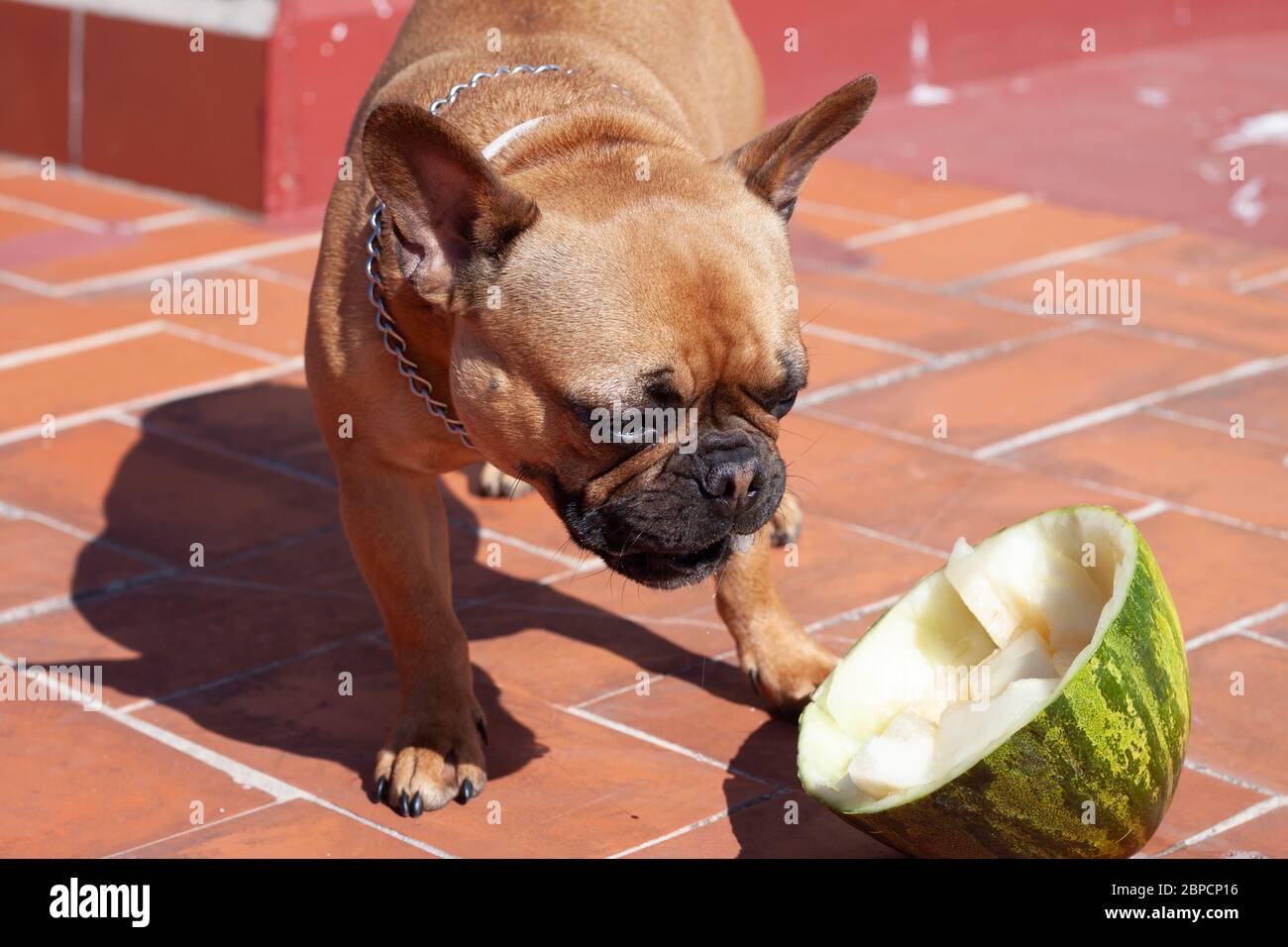Happy French Bulldog eating melon fruit Stock Photo Alamy