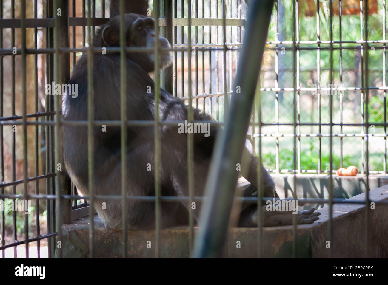 Asuncion, Paraguay. 26th April, 2008. Common chimpanzee (Pan troglodytes) sits on concrete behind bars, inside its enclosure at Asuncion Zoo, Paraguay. Stock Photo
