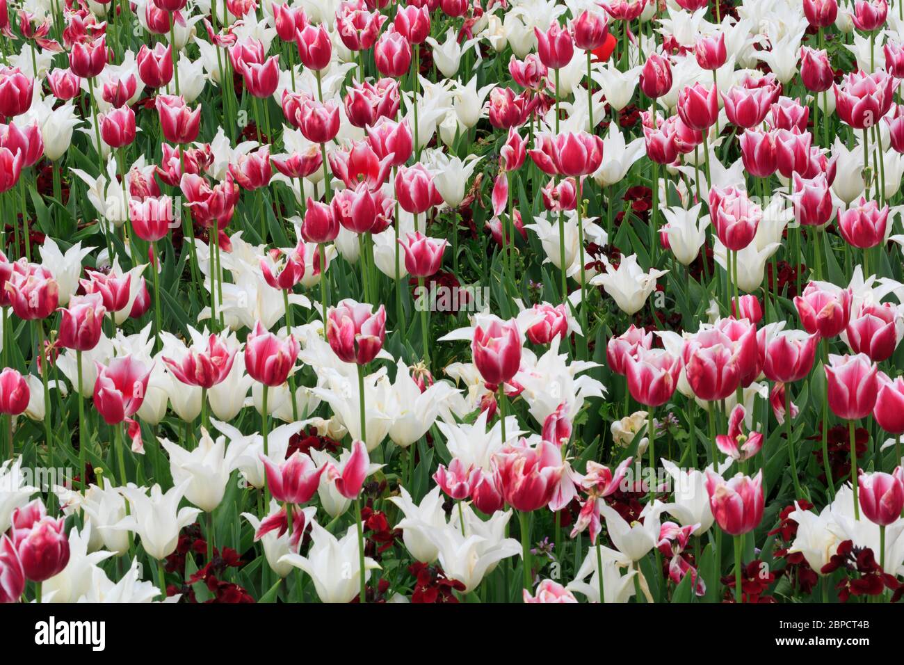 Tulips, Merrion Square, Dublin City, County Dublin, Ireland Stock Photo