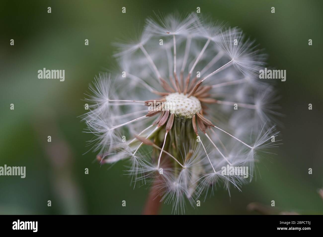 Dandelion flower head with seeds Stock Photo