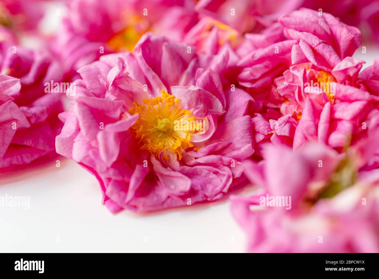 Rosa damascena damask rose hires stock photography and images Alamy