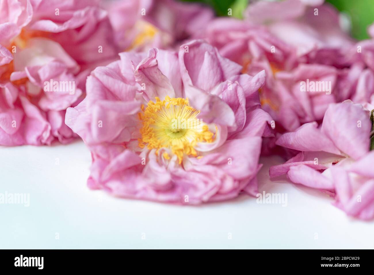 Close-up of fresh picked blossoms of organically grown Damask Roses (Rosa damascena) Stock Photo