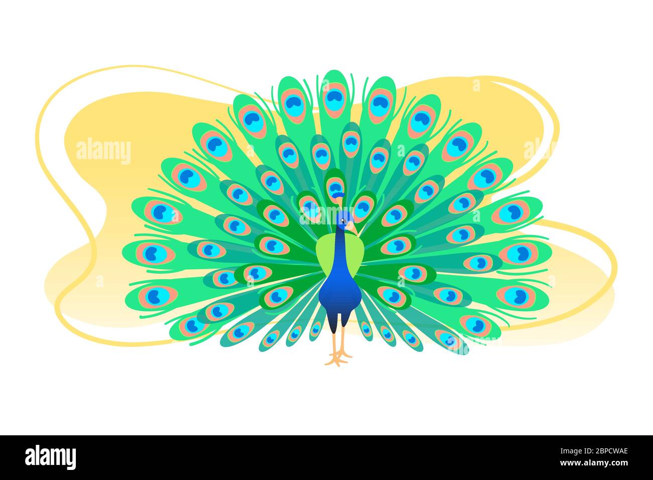 Peacock flat colorful vector illustration. Pretty color green tail banner. Peafowl greeting card, poster. Modern bird postcard. Cartoon trendy art isolated on white background. Asian wildlife. Stock Vector