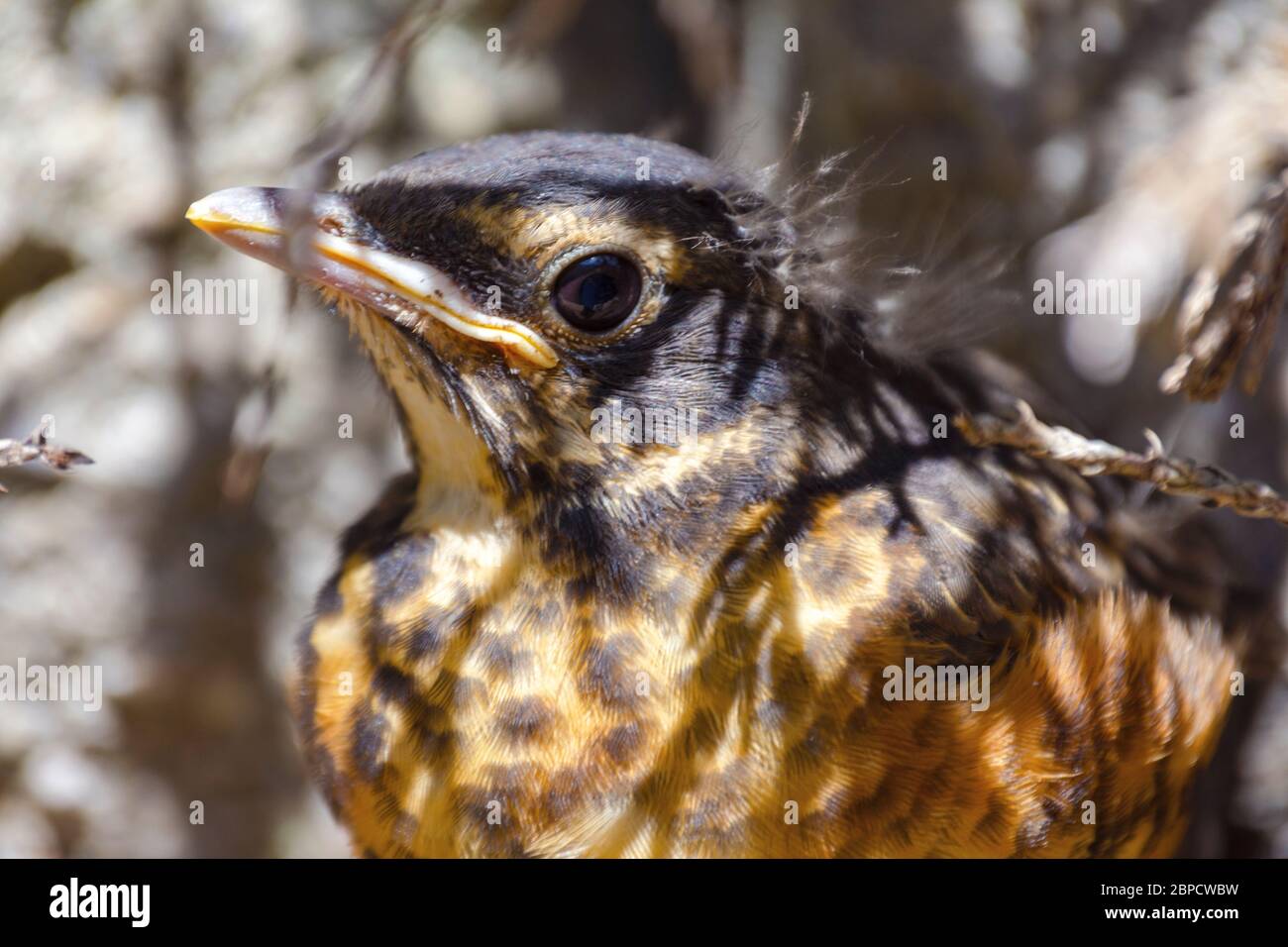 A close up view of a fledgling American Red Breasted Robin.  He is hiding under branches since leaving the nest prematurely. Stock Photo