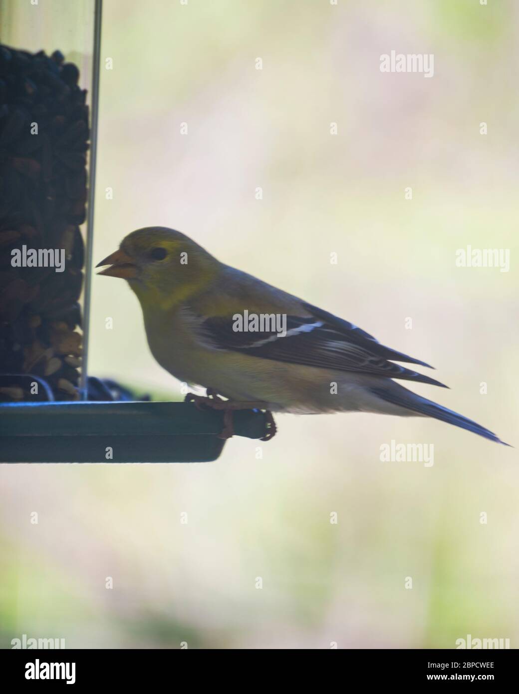 Female Goldfinch perched at a backyard feeder eating bird seed.  Background blurry. Stock Photo