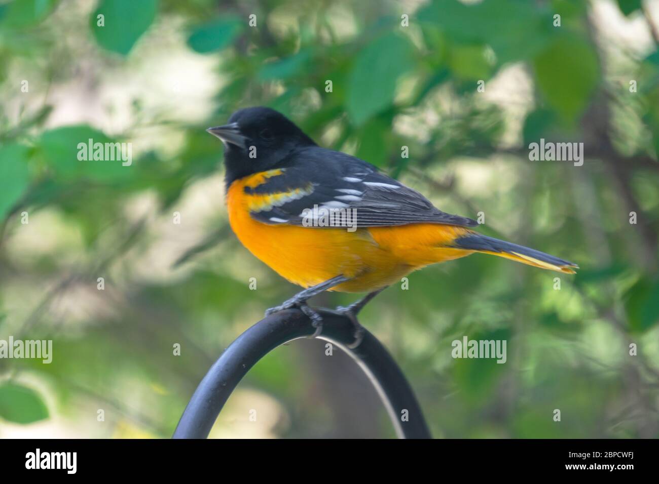 Northern baltimore oriole hi-res stock photography and images - Alamy