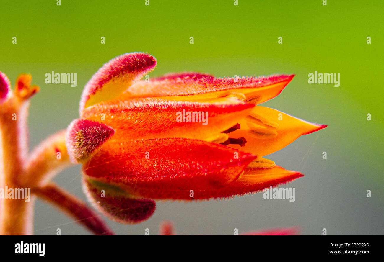 Orange red cactus flower blooming in morning sun Stock Photo