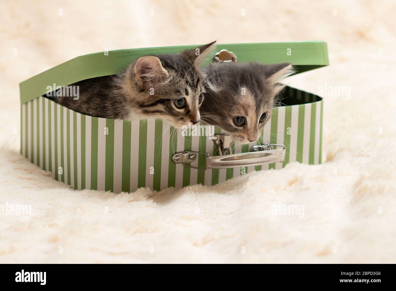Two cute kittens peek out of a gift box in the form of a small suitcase Stock Photo