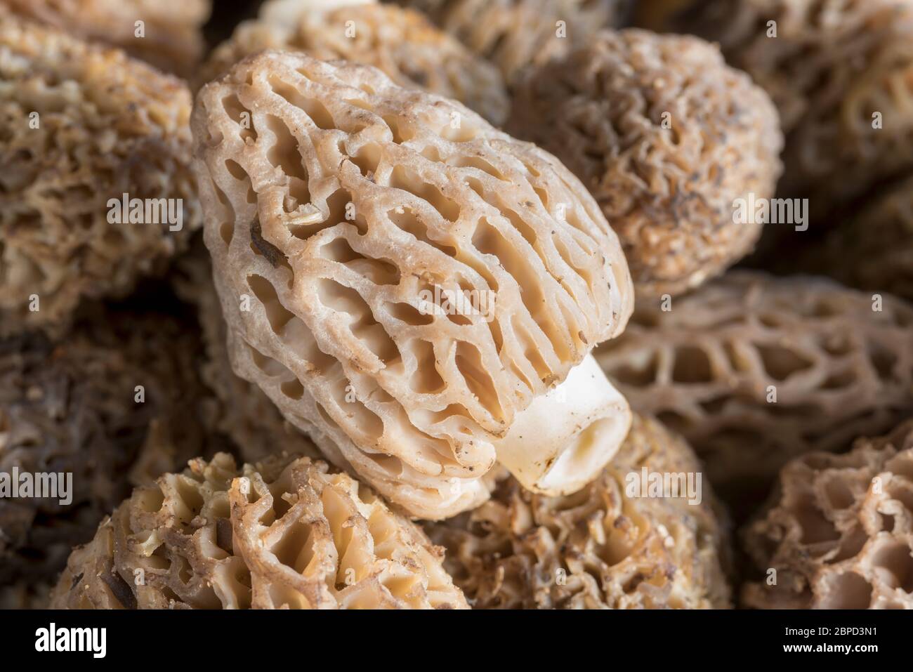 Morel mushrooms from the mountains of Eastern Oregon Stock Photo Alamy