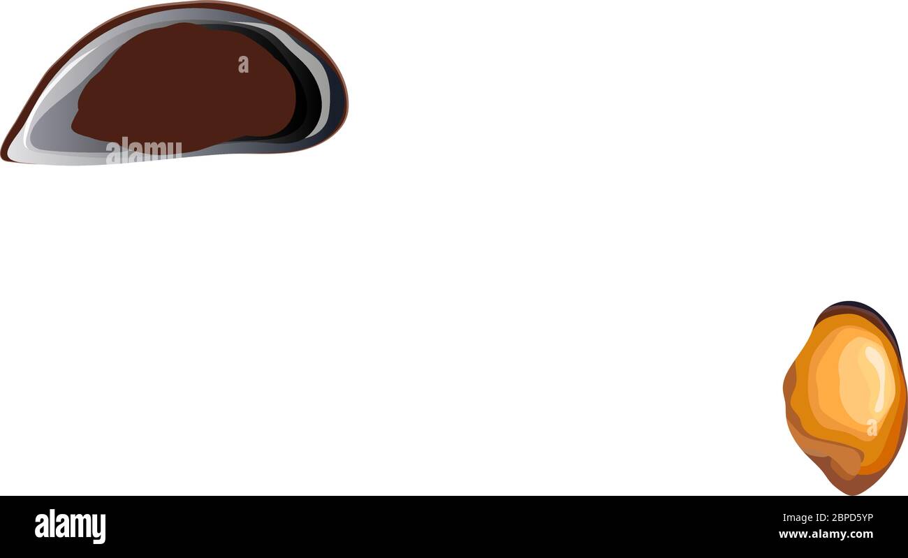 Fresh open and closed mussels vector set Stock Vector Image & Art Alamy