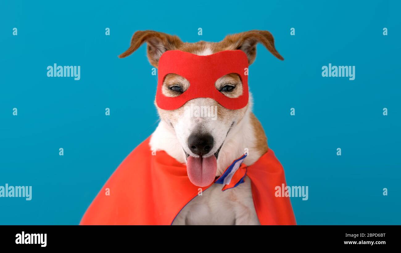 Dog super hero costume Stock Photo Alamy
