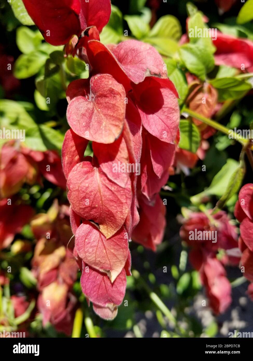 Red Shrimp plants that attracts hummingbirds Stock Photo