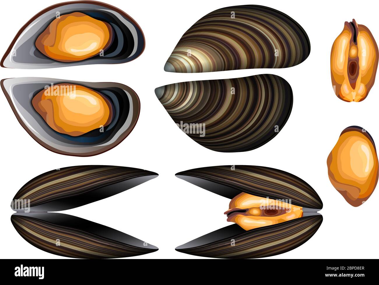 Fresh open and closed mussels vector set Stock Vector Image & Art Alamy