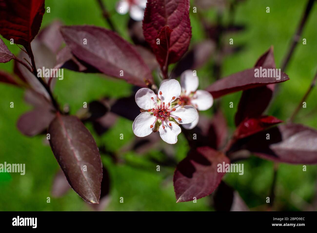 Close up view of beautiful white blossoms on a purple leaf sand cherry bush  (prunus cistena) with defocused background Stock Photo - Alamy