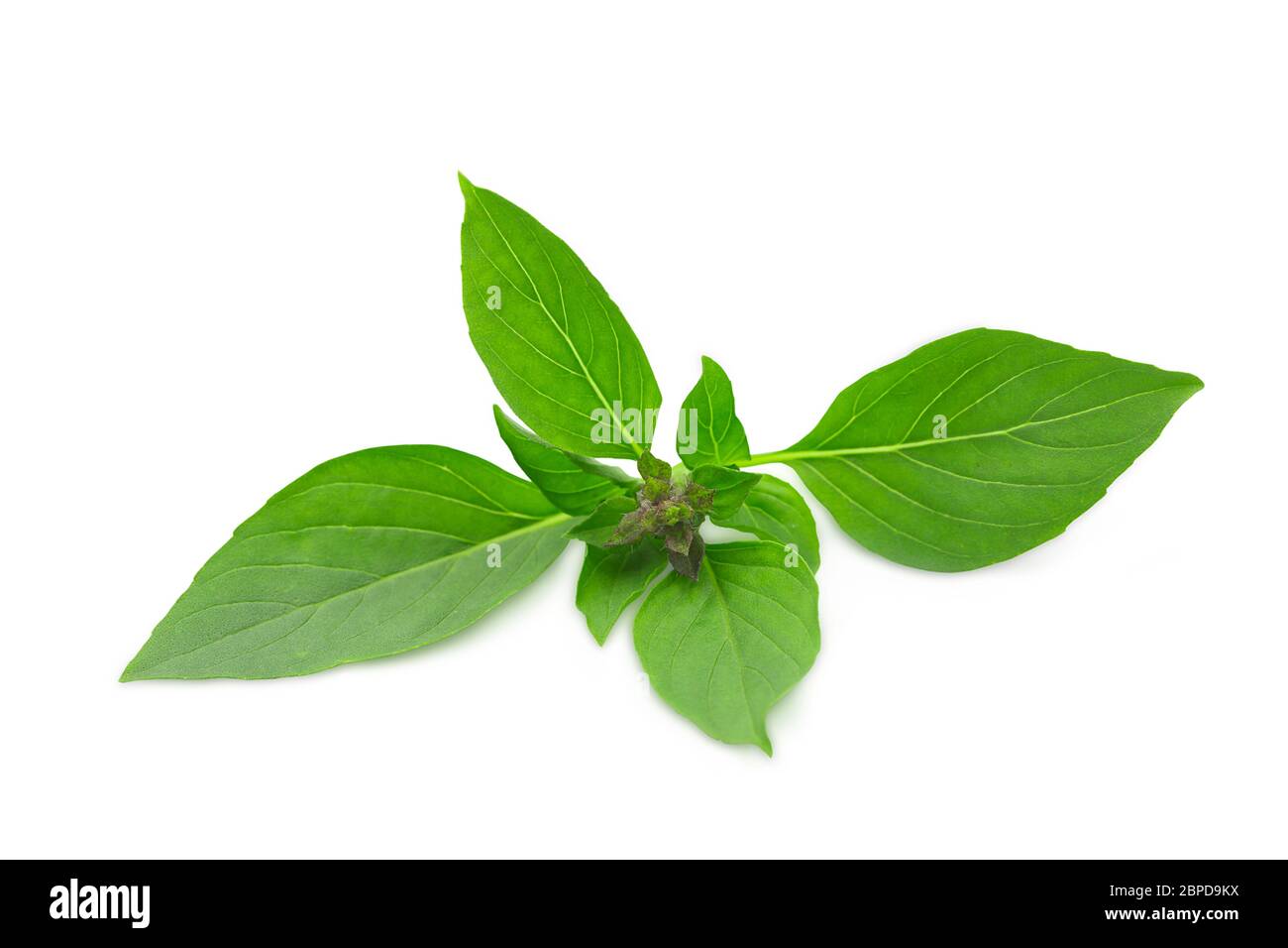 Fresh organic raw Thai sweet basil on white isolated background with