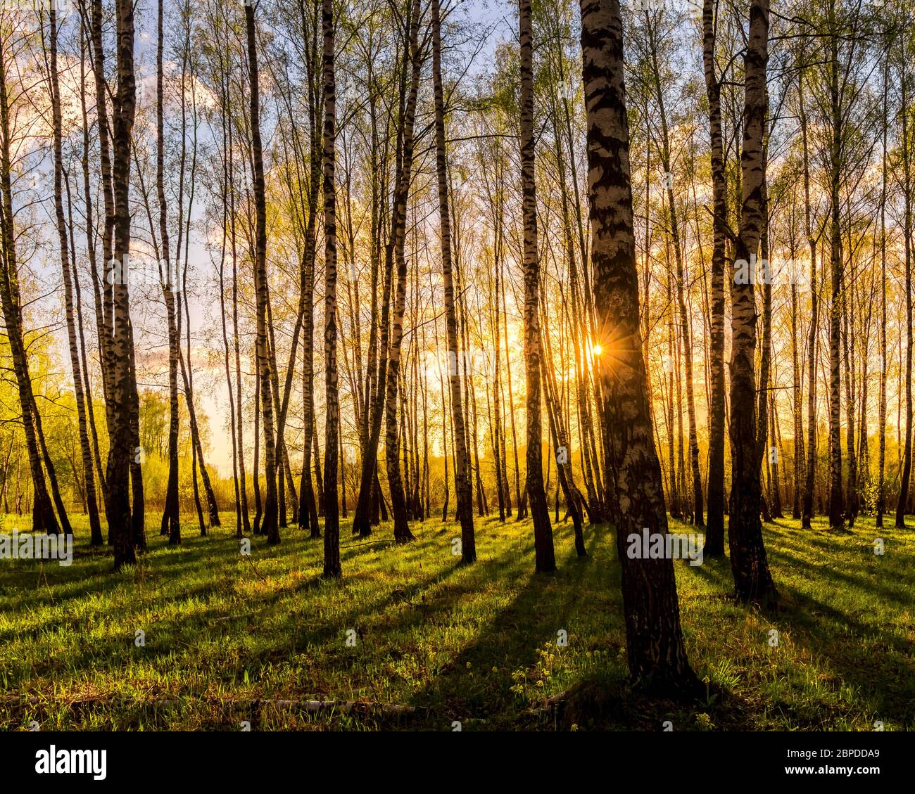 Sunset or dawn in a spring birch forest with bright young foliage glowing in the rays of the sun and shadows from trees. Stock Photo